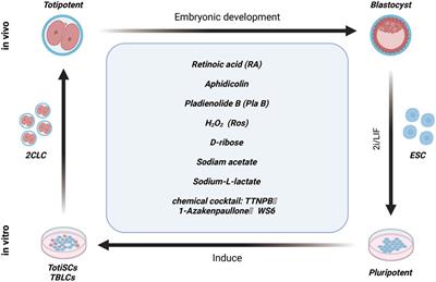 Advances in understanding the regulation of pluripotency fate transition in embryonic stem cells